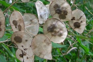Fán terem a pénz? - A kerti holdviola (Lunaria annua)