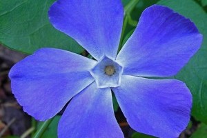 Alakítsunk ki könnyen átrendezhető kerteket! - 3. rész