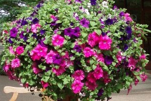 Alakítsunk ki könnyen átrendezhető kerteket! - 4. rész