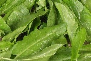 Az eredeti sóskarecept! - Piaci árak