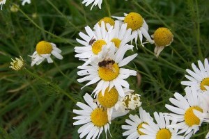 Gyógynövényekkel az álmatlanság ellen! - 1. rész