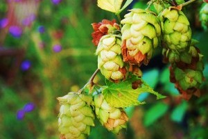 Gyógynövényekkel az álmatlanság ellen! - 2. rész