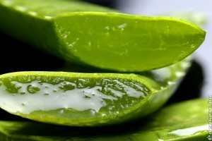 Gyógyír pattanásos bőrre - Aloe vera arcra
