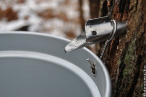 Így csapold le a juharfa nedvét! Mutatjuk!