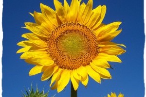 A napraforgó története