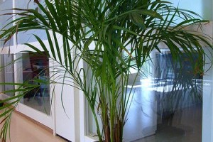 Milyen magas szobanövényeket vásároljunk?