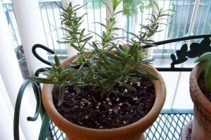 Fontos tudnivalók a beltéri kertészkedésről