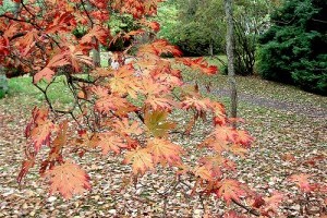 Novemberi kerti teendők - 1. rész