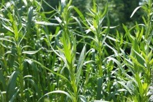 Nem is gondolnánk, hogy mi mindenre jó a tárkony