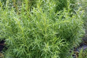 Tárkony termesztése: így fejlődik a legszebben