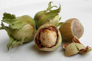 Ültessünk mogyorófát a kertünkbe!