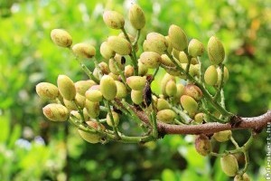 Pisztácia: ezekre figyelj a pisztáciafa ültetésénél