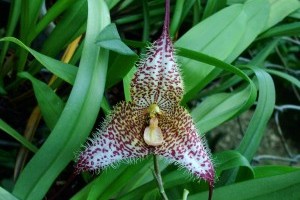 Borzongjunk együtt az orchideákkal! - Nemzetközi Orchidea- és Bromélia Kiállítás!