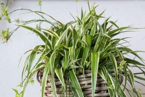 Hogyan gondozzuk a zöldikét?