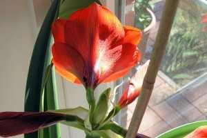 A legnépszerűbb szobanövények