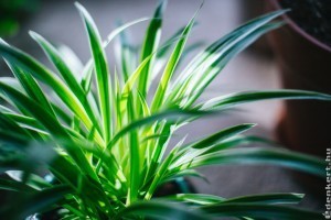 10 szobanövény, ami remekül érzi magát a sötét szobában is