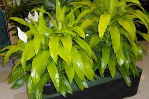 Minden, amit a dracénákról tudni kell! - 2. rész