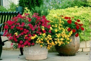 Legyen színes az őszi virágoskertünk is!