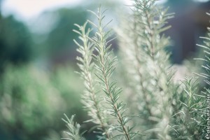 Rozmaring metszése és szaporítása egyszerűen