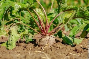 Mit érdemes tudni a cékláról?