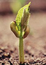 Az ökogazdálkodásról dióhéjban