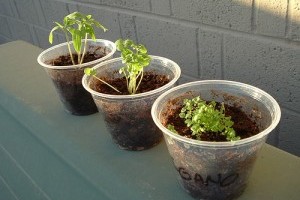 Milyen fűszernövényeket termesszünk bent? 2. rész