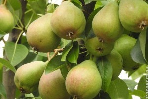 Mi van a körtében? Így segíti a méregtelenítést