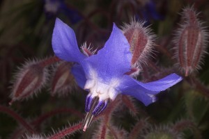 Ehető virágok - csodaszép ételek!