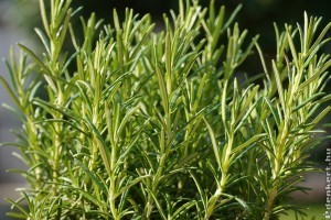 Rozmaring teleltetése cserépben: így biztosan túléli a hideget