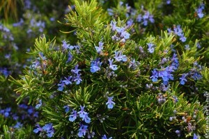 Mire jó a rozmaring? El sem hiszed, mennyi panaszon segíthet