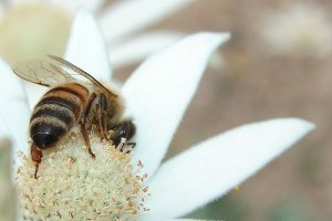 A virágos növények életciklusai