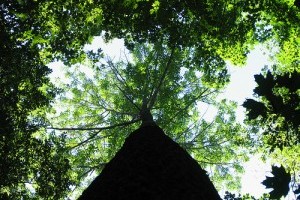 Érdekességek a fehér kőrisről (Fraxinus americana)