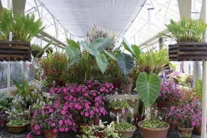 A növényvásárlás tíz buktatója - 1. rész