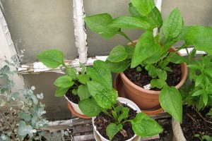 A növényvásárlás tíz buktatója - 2. rész