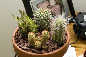 Mini kaktuszkert készítése!