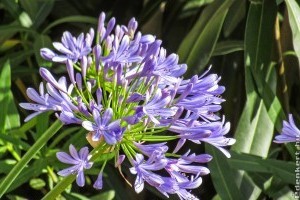 10 növény, ami rettenetesen bírja az árnyékot és a szárazságot