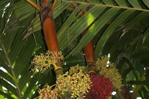 Színes pálmák - 1. rész