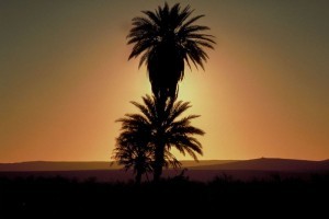 Színes pálmák - 2. rész