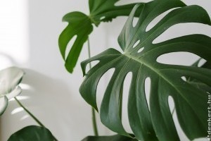 Mennyire mérgező a könnyezőpálma (Monstera deliciosa)? Elmondjuk