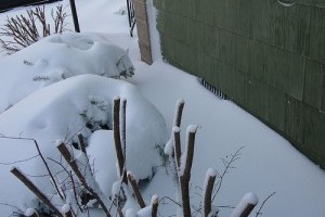 Decemberi kertészkedés