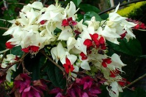 Végzetfa (Clerodendron thomsonae)