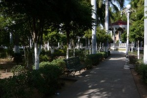 Régi praktika, ami télen védi a fák kérgét