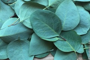 Érdekes tudnivalók az eukaliptuszról