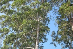 Ismerjük meg a rágógumi fát (Sapodilla)!