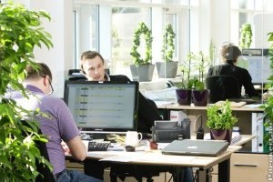 Az irodai növények 10 legjobbja - 2. rész