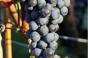 Megújul a Bormarketing Bizottság