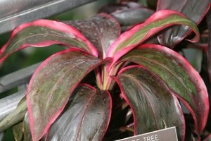 Színeslevelű bunkóliliom (Cordyline terminalis)