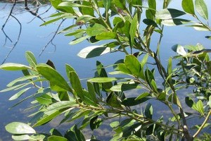 Vizet kedvelő cserjék