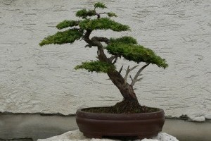 Mindenkinek kell egy bonsai! - Egy bonsai szakértő tanácsai