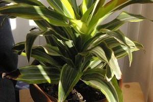 Tippek a növények teleltetéséhez